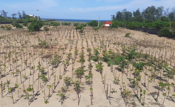 3.000 árvores plantadas em Mahabalipuram, Tamil Nadu