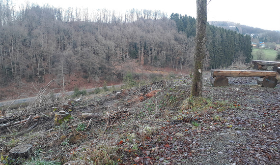 Futura área de reflorestamento na floresta comunitária Lindlar